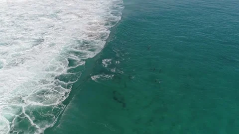 Dolphins Surfing at Sugarloaf 8 Stockbeeldmateriaal 264266567
