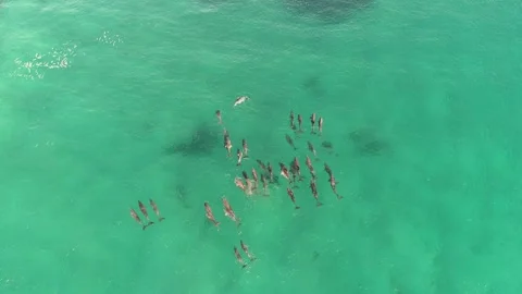 Dolphins Surfing at Sugarloaf 9 Stockbeeldmateriaal 264267930