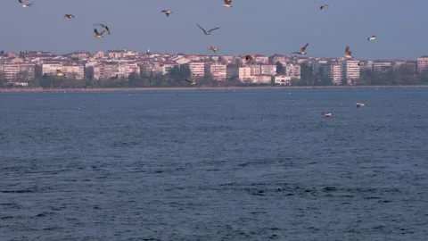 Dolphins swim in the Bosphorus Stockbeeldmateriaal 241429183