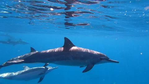 DOLPHINS SWIM IN BUBBLES ON SURFACE OF OCEAN Stock Footage 196620338