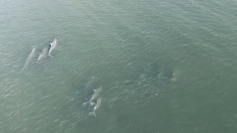 Dolphins swim closeup Stock Footage 81668208