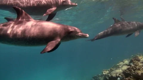 Dolphins swim over the reef Vídeo Stock 80497256