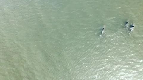 Dolphins swim in pack off florida Stock Footage 80739918