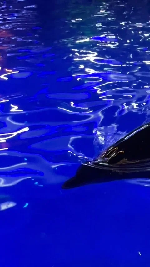 Dolphins swim in the pool. Backlit view of dolphins swimming gracefully Stock Footage 283563552