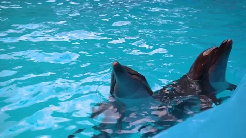 Dolphins swim in the pool beautiful pool blue mammal aquatic fin wild happy, Sea Stock Footage 161354780