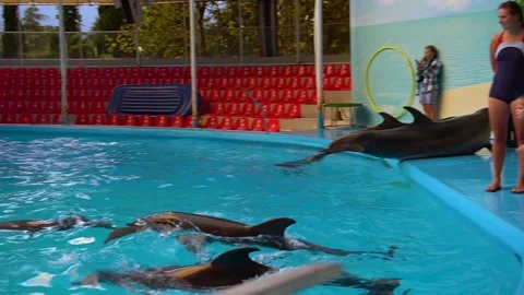 Dolphins swim in the pool beautiful pool blue underwater fish wild wave. tail Stock Footage 162639978