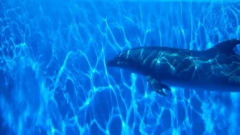 Dolphins swim, ripples at sea level, japan Stock Footage 105837553