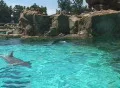 Dolphins swim by on the surface Footage
