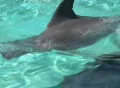 Dolphins swiming by to take a peek. Footage