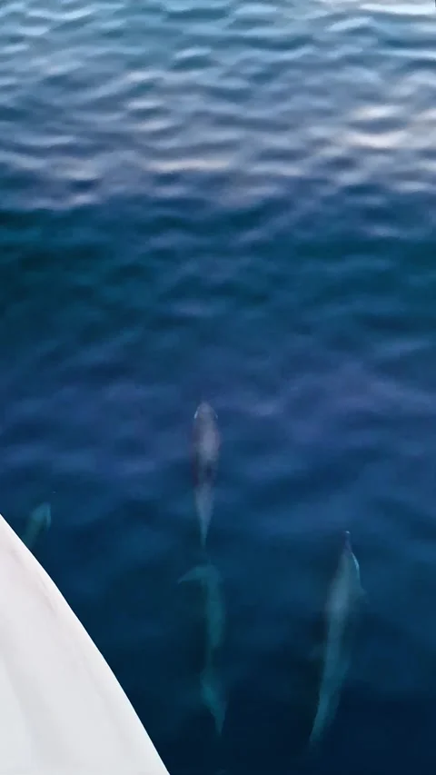 Dolphins swimming and jumping in front of ship in clear blue sea water. Video stock 305530376