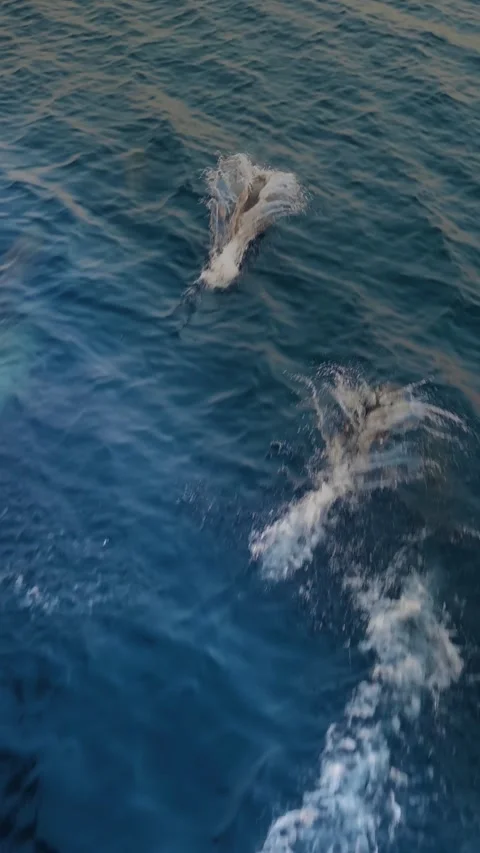 Dolphins swimming and jumping in front of ship in clear blue sea water. Stock Footage 305531526