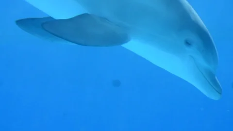 Dolphins swimming and playing in a pool in Las Vegas, United States of America Stock Footage 105803088