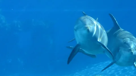 Dolphins swimming and playing in a pool in Las Vegas, United States of America Stock Footage 105803095