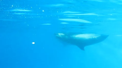 Dolphins Swimming Circle-Wise Video stock 51767729