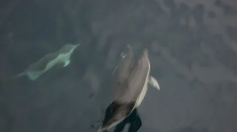 Dolphins swimming close to the surface - view from boat Stock Footage 30480840