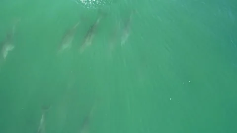 Dolphins swimming drone Stock Footage 155680559