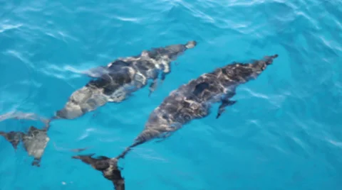 Dolphins swimming Stock-Footage 35407244