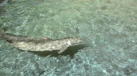 Dolphins swimming Stock Footage 46196394