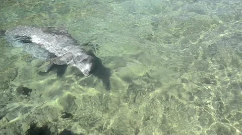 Dolphins swimming Stock Footage 46196396