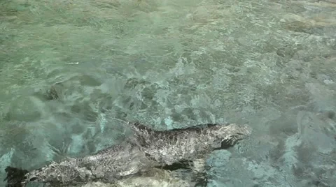 Dolphins swimming Stock Footage 46196399