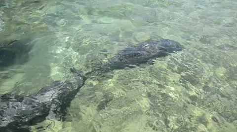 Dolphins swimming Stock Footage 46196413