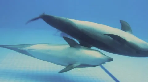 Dolphins Swimming Video stock 52428169