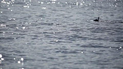 Dolphins Swimming Stock Footage 105222254