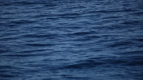 Dolphins Swimming Stock Footage 105222582