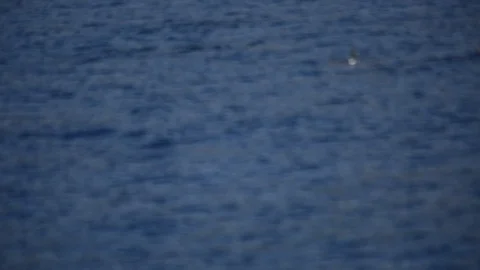 Dolphin's Swimming Stock Footage 105222639