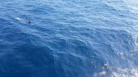 Dolphins Swimming Stock Footage 125322276