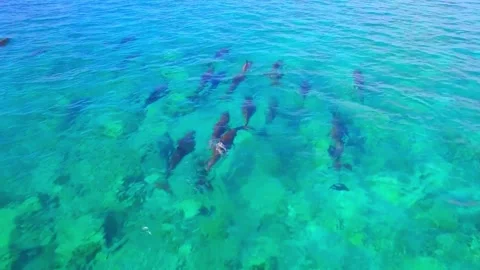 Dolphin's swimming. Stock Footage 288007795