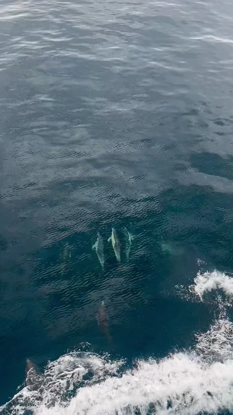 Dolphins Swimming in Front of Cargo Ship Bow in Deep Blue Ocean Stock Footage 336155033