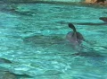 Dolphins swimming in harmony Footage
