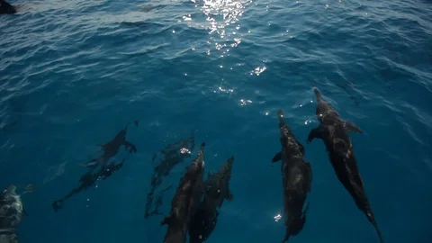 Dolphins swimming near the boat   in the ocean aerial  view, Maldives Stock Footage