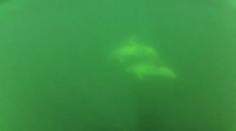 Dolphins swimming in the ocean Stock Footage 41555539