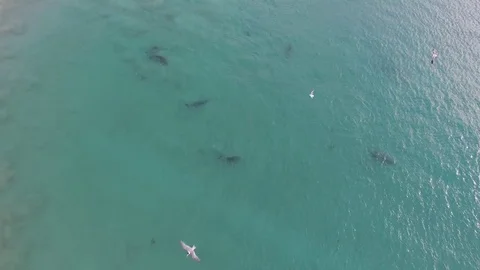 Dolphins Swimming in the Ocean Stock Footage 72994672