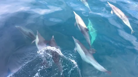 Dolphins Swimming In Ocean Video stock 80437703