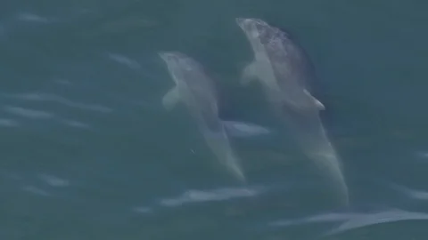 Dolphins swimming in the ocean Vídeo Stock 106154121