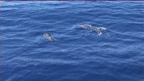 Dolphins Swimming In Ocean Stock Footage 291502718