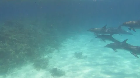 Dolphins swimming in the ocean Stock Footage 311975867