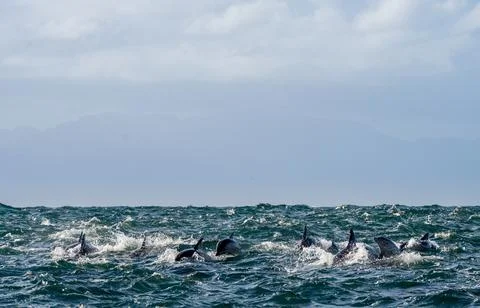 Dolphins, swimming in the ocean Stock Photos