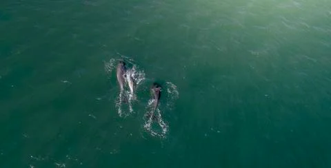 Dolphins Swimming Stock Photos