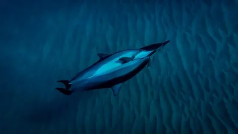 Dolphins Swimming Stock Photos