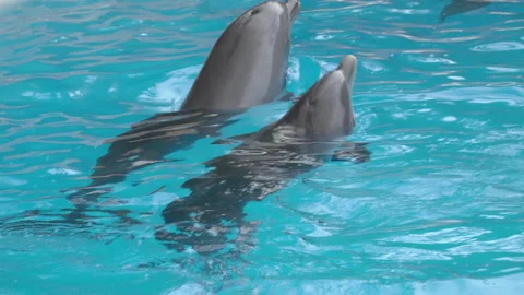 Dolphins swimming in the pool Stock Footage 146049616