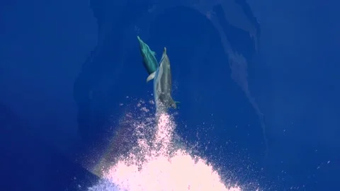 Dolphins swimming really fast in front of a boat sailing Stock Footage 150566112