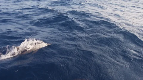 Dolphins Swimming In The Sea Stock Footage 125677089