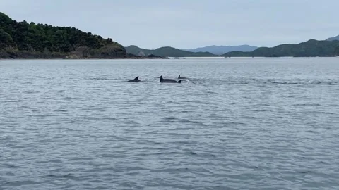 Dolphins Swimming in the Sea Stock Footage 333186687