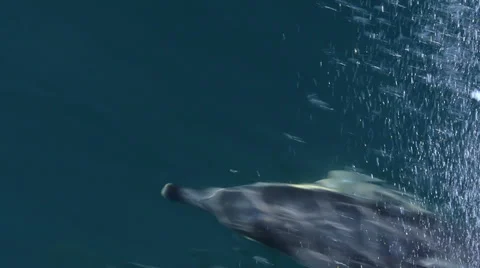 Dolphins Swimming Slow Motion Through Water Stock Footage 33578272
