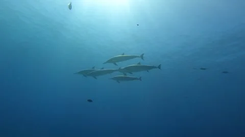 Dolphins swimming in sunlight Stock Footage 307455317