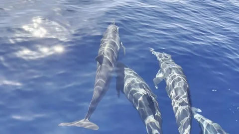 Dolphins swimming at the surface with sun rays moving et their skin Stock Footage 338361793